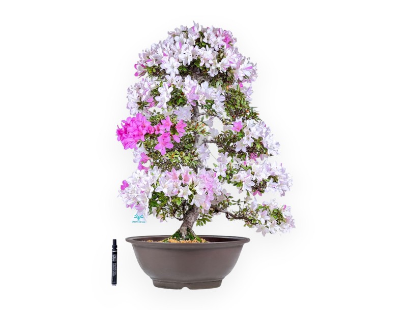 77 cm hoher Azaleen-Bonsai | Runder Steingut-Topf