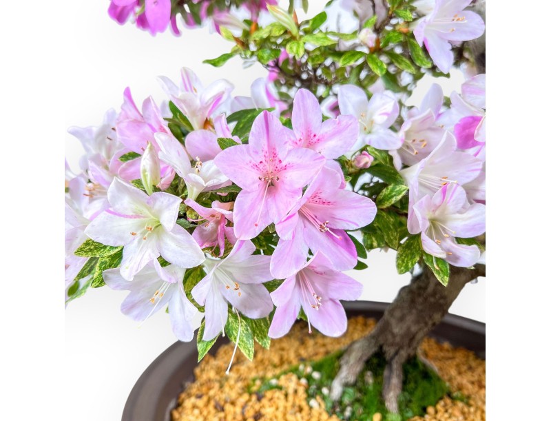 77 cm hoher Azaleen-Bonsai | Runder Steingut-Topf