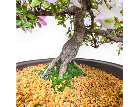 77 cm hoher Azaleen-Bonsai | Runder Steingut-Topf