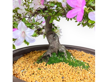 77 cm hoher Azaleen-Bonsai | Runder Steingut-Topf
