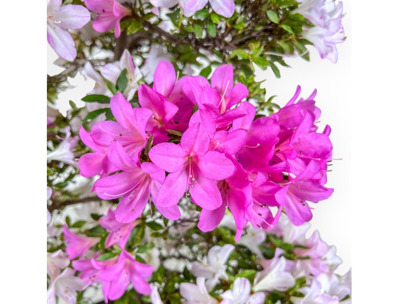 Bonsai di Azalea da 77 cm | Vaso tondo in grès