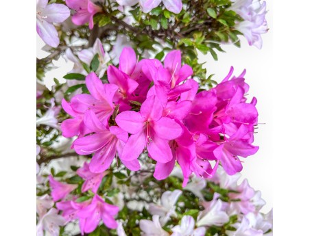 77 cm hoher Azaleen-Bonsai | Runder Steingut-Topf
