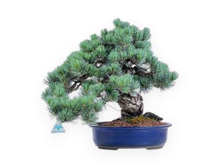Bonsai di Pinus Pentaphylla da 45 cm | Vaso ovale blu