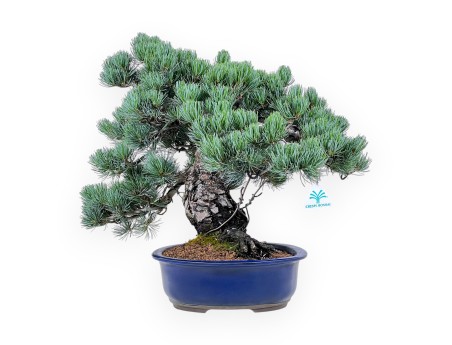 Bonsai of Pinus Pentaphylla of 45 cm | Blue oval pot