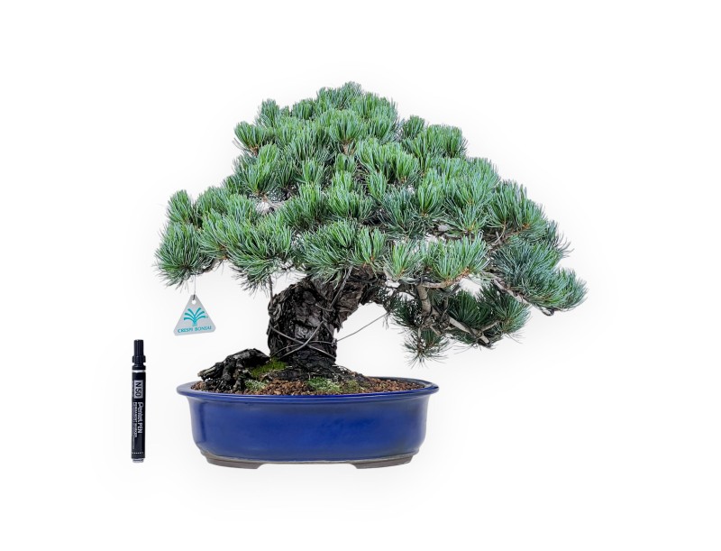 Bonsaï de Pinus Pentaphylla de 45 cm | Pot ovale bleu