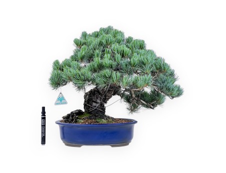 Bonsai of Pinus Pentaphylla of 45 cm | Blue oval pot