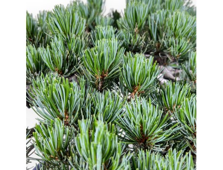 Bonsai of Pinus Pentaphylla of 45 cm | Blue oval pot