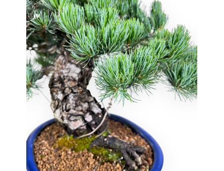 Bonsai di Pinus Pentaphylla da 45 cm | Vaso ovale blu