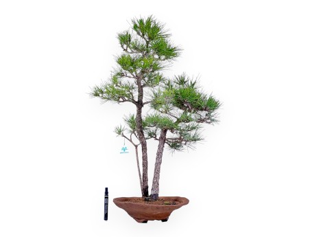%productnaam%%scheidingsteken%%categorie%