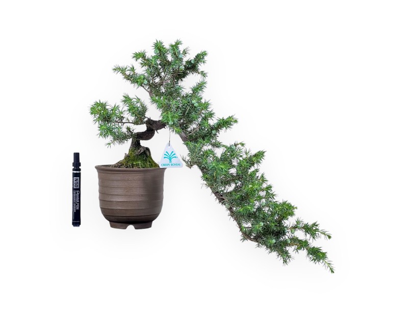 Bonsai di %brand% - Ginepro %separator% %category%