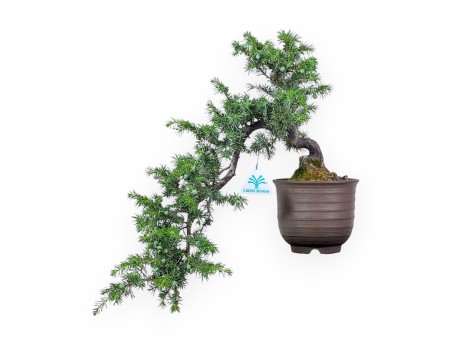 Bonsai van %brand% - Jeneverbes %separator% %category%