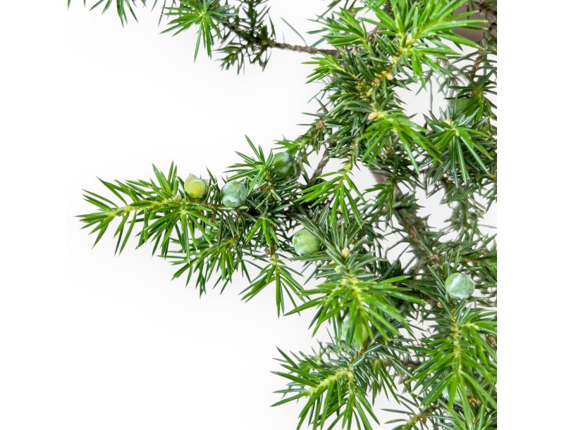 Bonsai van %brand% - Jeneverbes %separator% %category%