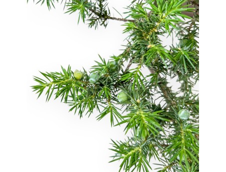 Bonsai van %brand% - Jeneverbes %separator% %category%