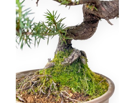 Bonsai di %brand% - Ginepro %separator% %category%