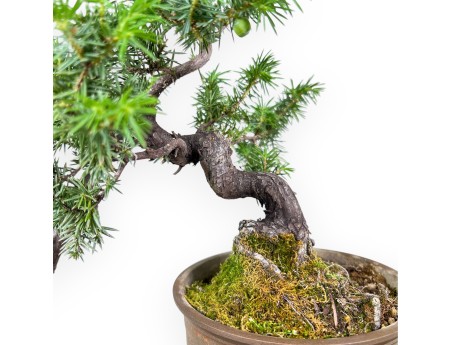 Bonsai van %brand% - Jeneverbes %separator% %category%