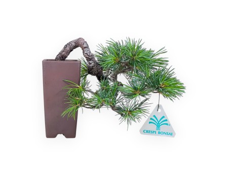 Pinus Pentaphylla-bonsai %separator% %category%
