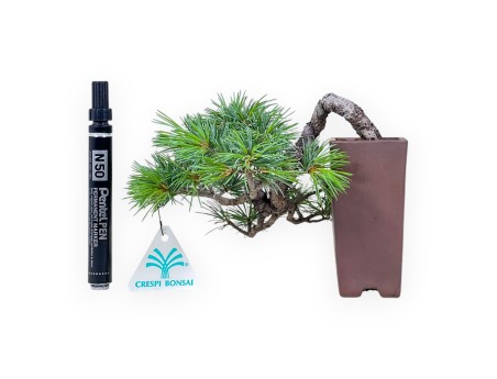 Bonsaï de Pinus pentaphylla %separator% %category%