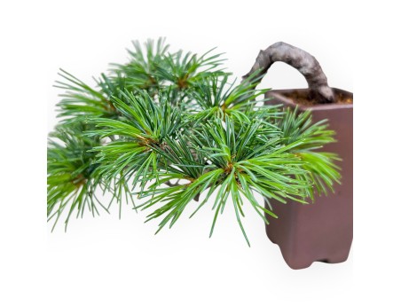 Pinus pentaphylla bonsai %separator% %category%