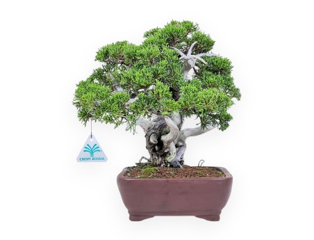 30 cm juniper bonsai %separator% %category%
