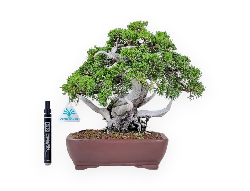 Bonsaï de genévrier de 30 cm %separator% %category%