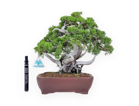 Jeneverbesbonsai van 30 cm %separator% %category%