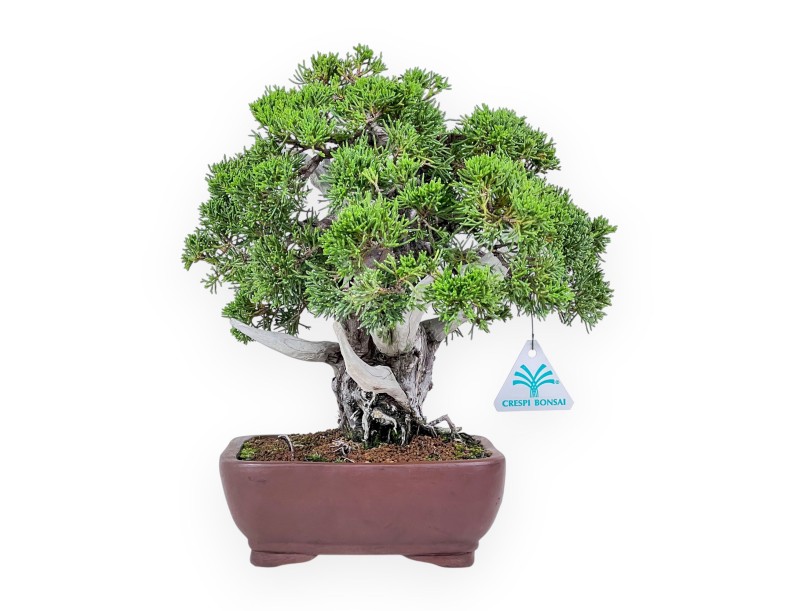 30 cm juniper bonsai %separator% %category%