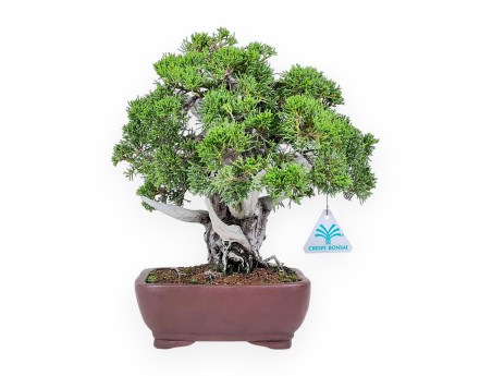 Bonsai di ginepro da 30 cm %separator% %category%