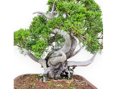 Bonsai di ginepro da 30 cm %separator% %category%
