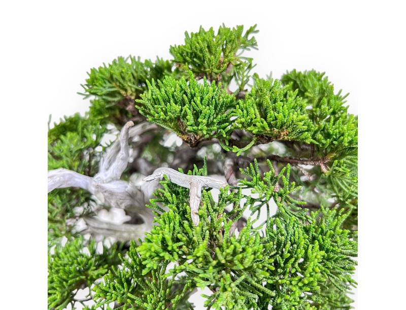 30 cm großer Wacholder-Bonsai %separator% %category%