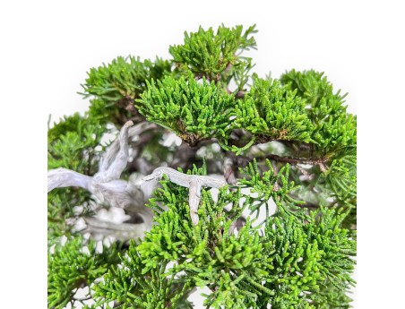 Bonsai di ginepro da 30 cm %separator% %category%