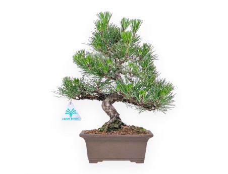 Bonsai der Art Pinus thunbergii %separator%%category%