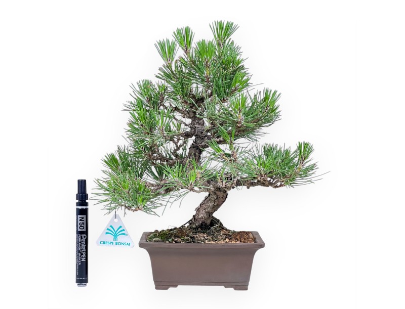Bonsái de Pinus thunbergii %separator%%category%