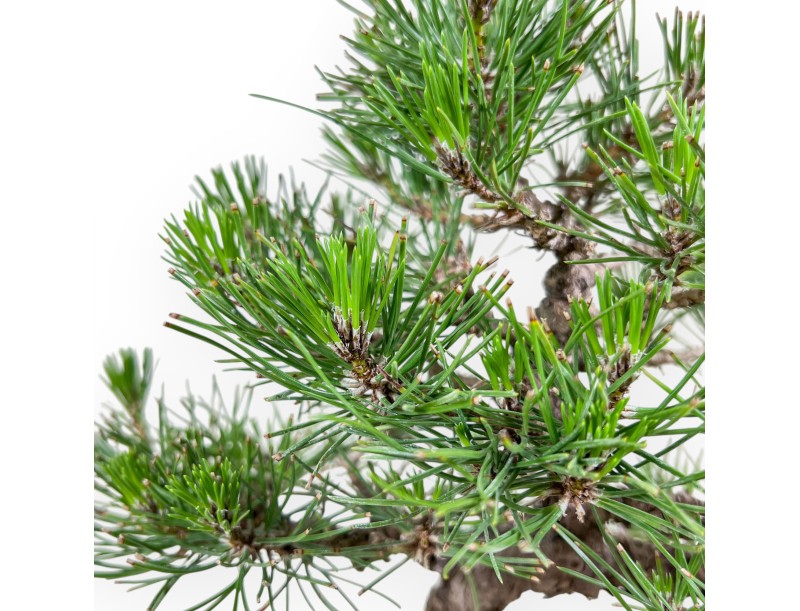 Bonsai van Pinus thunbergii %separator%%category%
