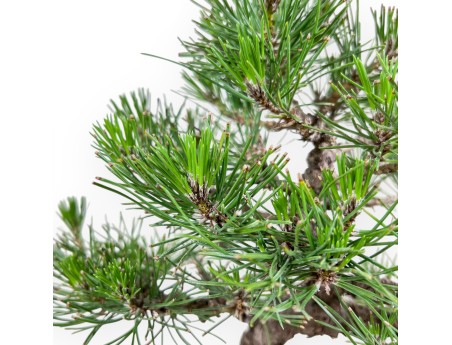 Bonsái de Pinus thunbergii %separator%%category%