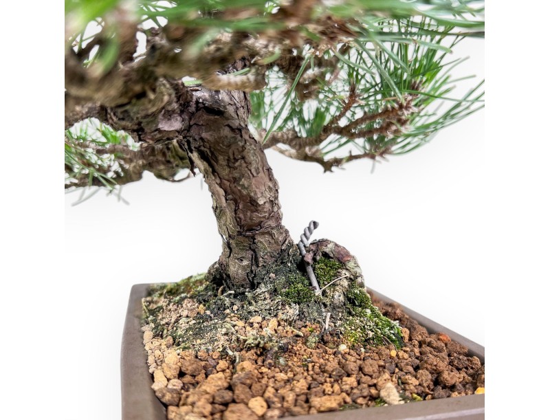 Pinus thunbergii bonsai %separator%%category%