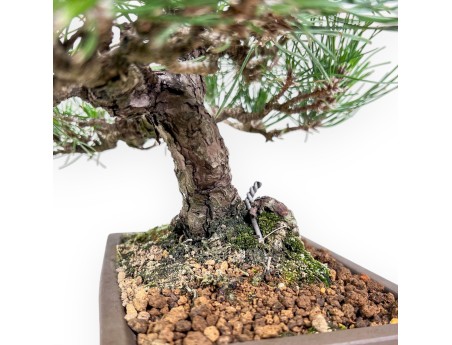 Pinus thunbergii bonsai %separator%%category%