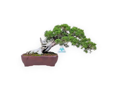24 cm juniper bonsai %separator% %category%
