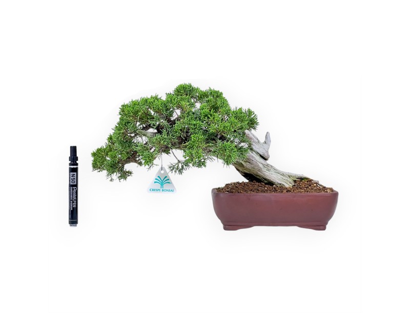 Bonsai di ginepro da 24 cm %separator% %category%
