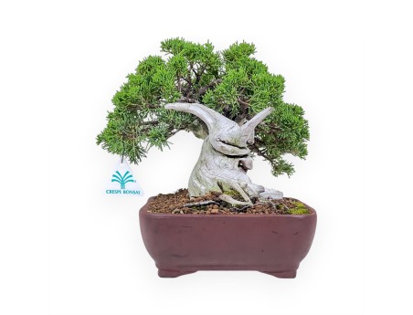 Bonsai di ginepro da 24 cm %separator% %category%