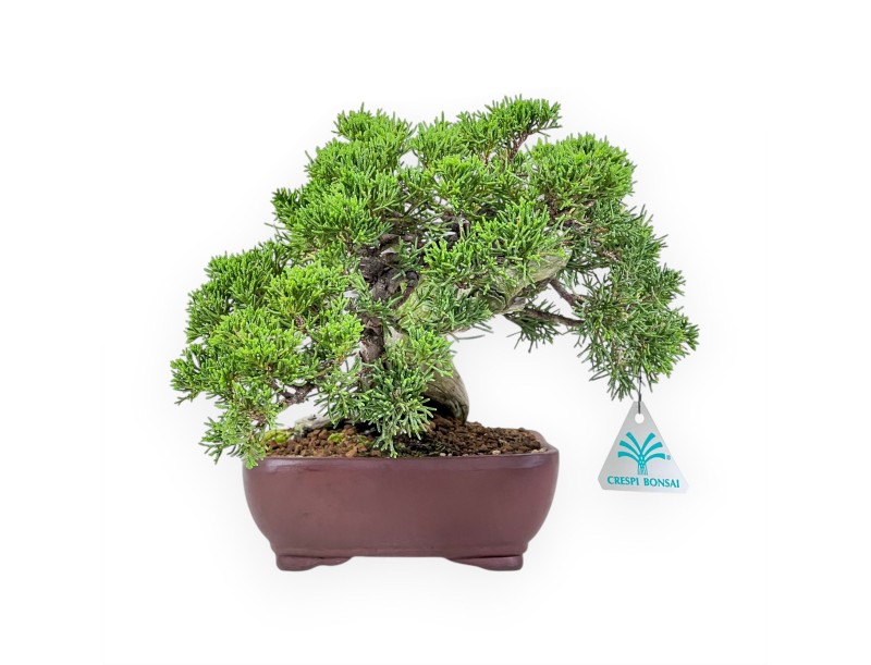 Jeneverbesbonsai van 24 cm %separator% %category%