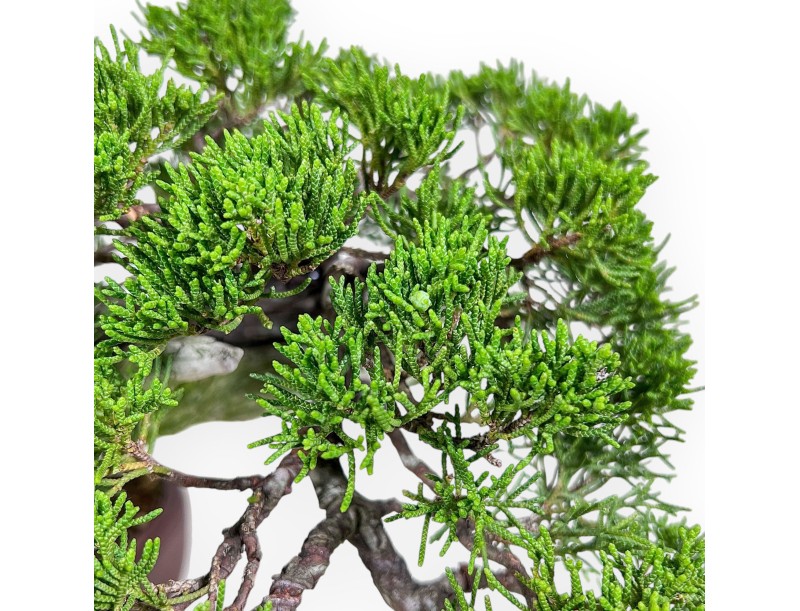 24 cm großer Wacholder-Bonsai %separator% %category%