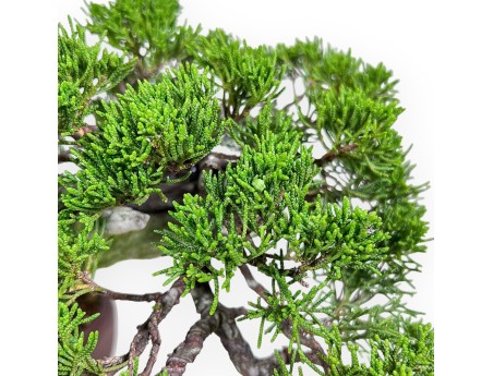 Bonsai di ginepro da 24 cm %separator% %category%