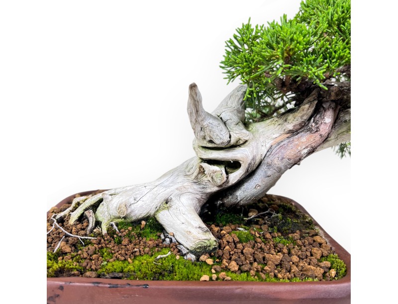 Bonsai di ginepro da 24 cm %separator% %category%
