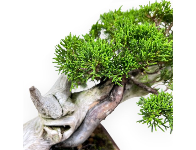 24 cm juniper bonsai %separator% %category% 2