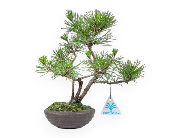 Pinus thunbergii bonsai %separator%%category%