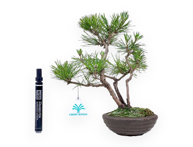 Pinus thunbergii bonsai %separator%%category%