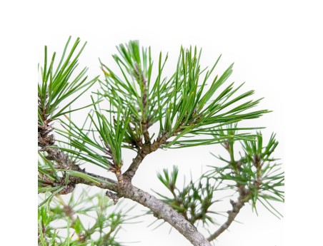 Bonsai aus Pinus thunbergii %separator%%category%
