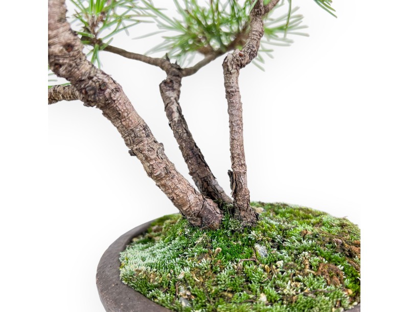 Pinus thunbergii bonsai %separator%%category%