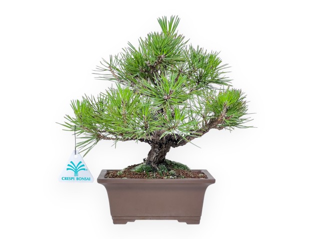 Bonsaï de Pinus thunbergii %separator%%category%