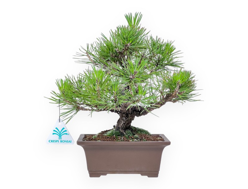 Bonsaï de Pinus thunbergii %separator%%category%